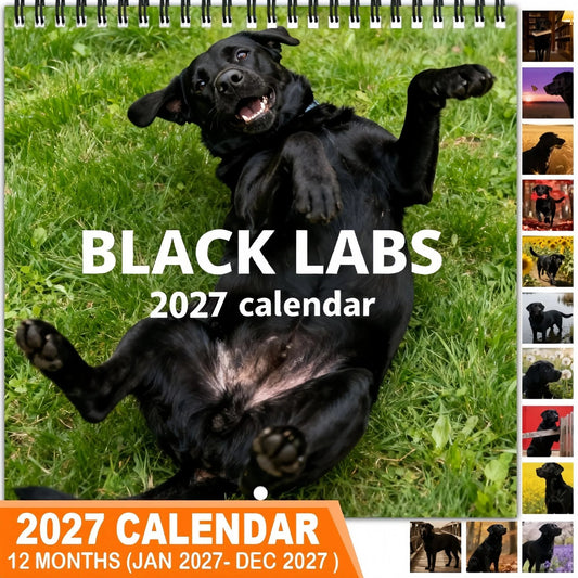 Black Labrador 2027 Calendar – 12-months-of-loyal-looks-happy-tails